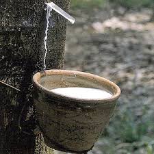 Natural rubber deserves its place in global sustainability agenda