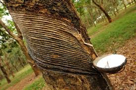 February natural rubber output up 14.9%