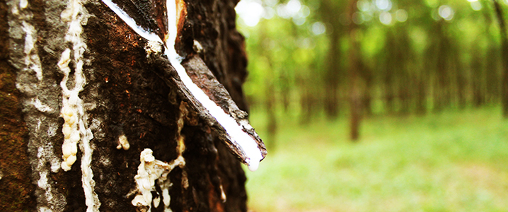 Despite neighbours’ best efforts, price of rubber still unstable