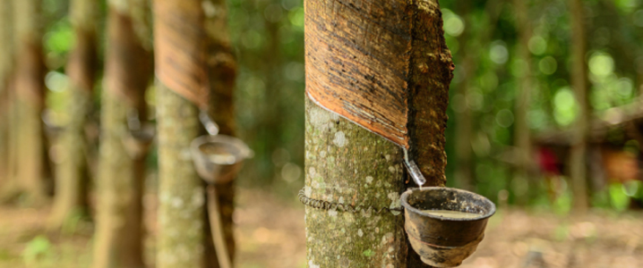 Price of rubber set to rise after neighbours’ pledge