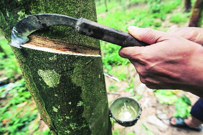 Malaysia’s Rubber Output Falls 12.8% In August Amid Weaker Smallholder Production