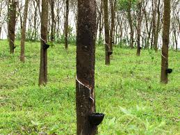 RM38.3 million allocated to reactivate abandoned rubber plantations