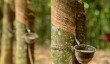 Myanmar’s rubber export exceeds 300,000MT in 2025-2026 FY